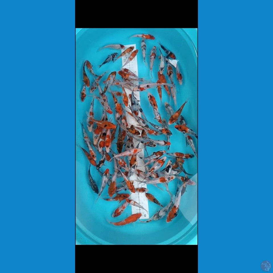 Ginrin non Ginrin 9-15cm 100pcs