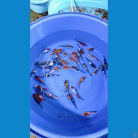 showa doit 15-20cm