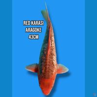 Red Karashi Aragoke 