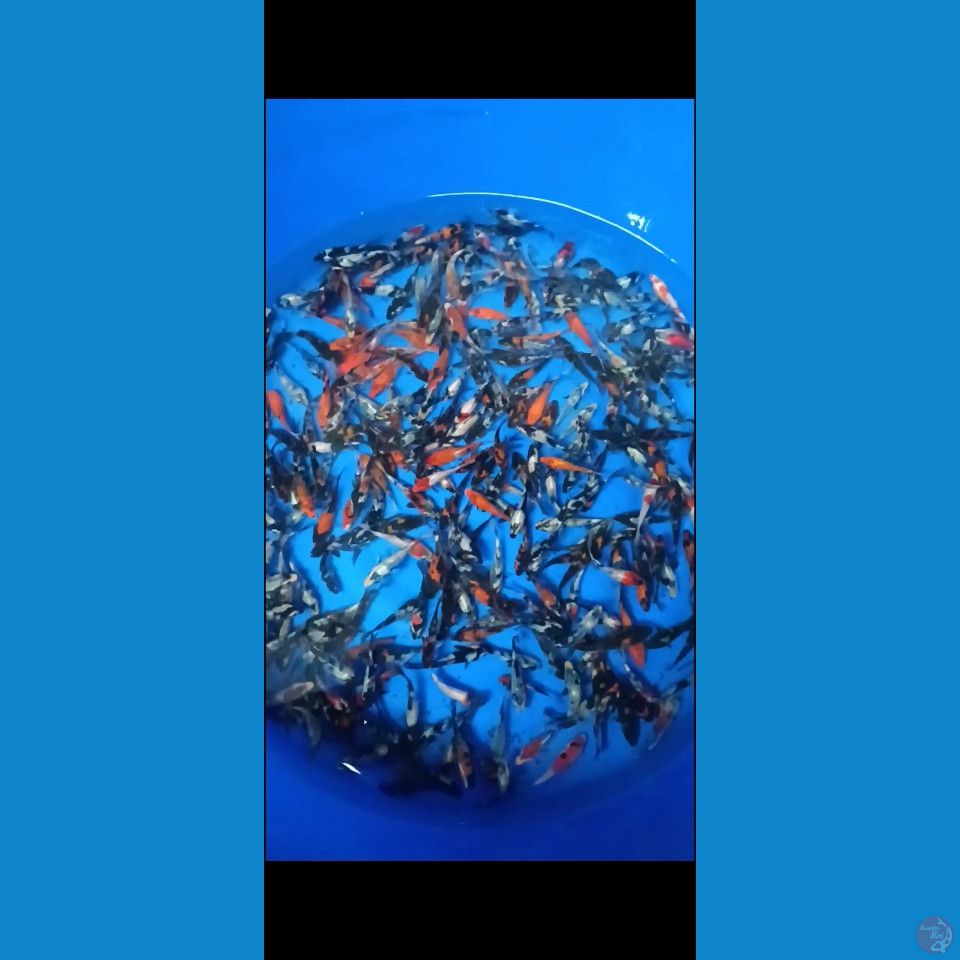showa mix 7-10cm 300ekor