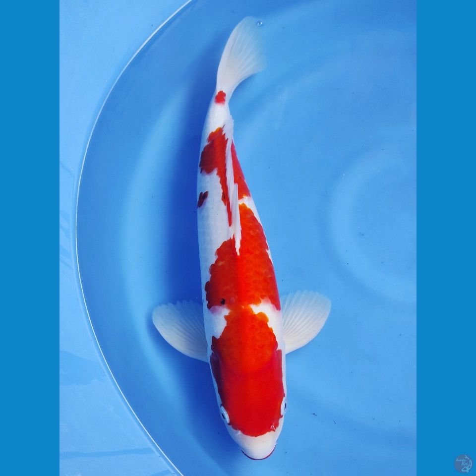 Sanke 46cm