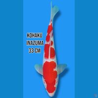 Kohaku Inazuma 