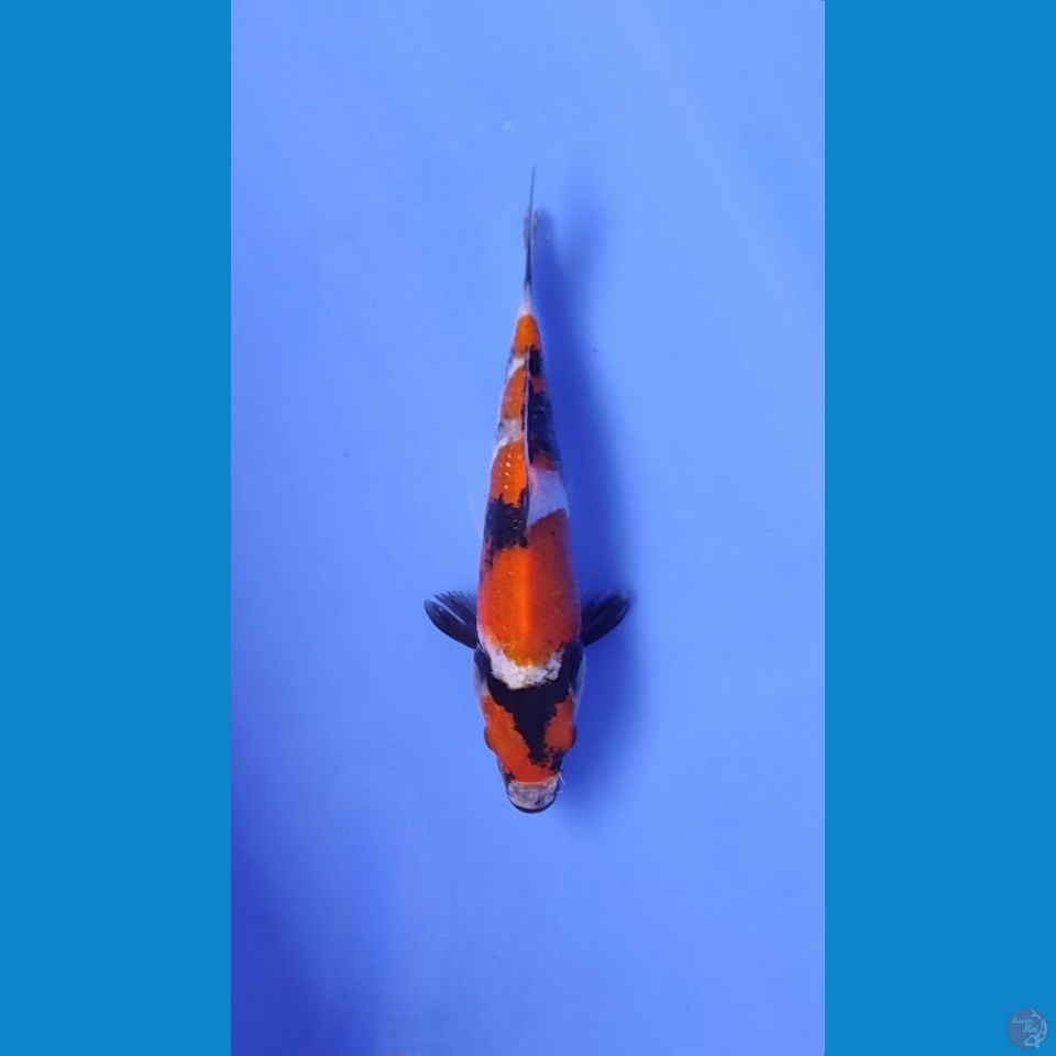 maruten showa petir 17cm