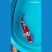 benikiko fimale 38cm 
