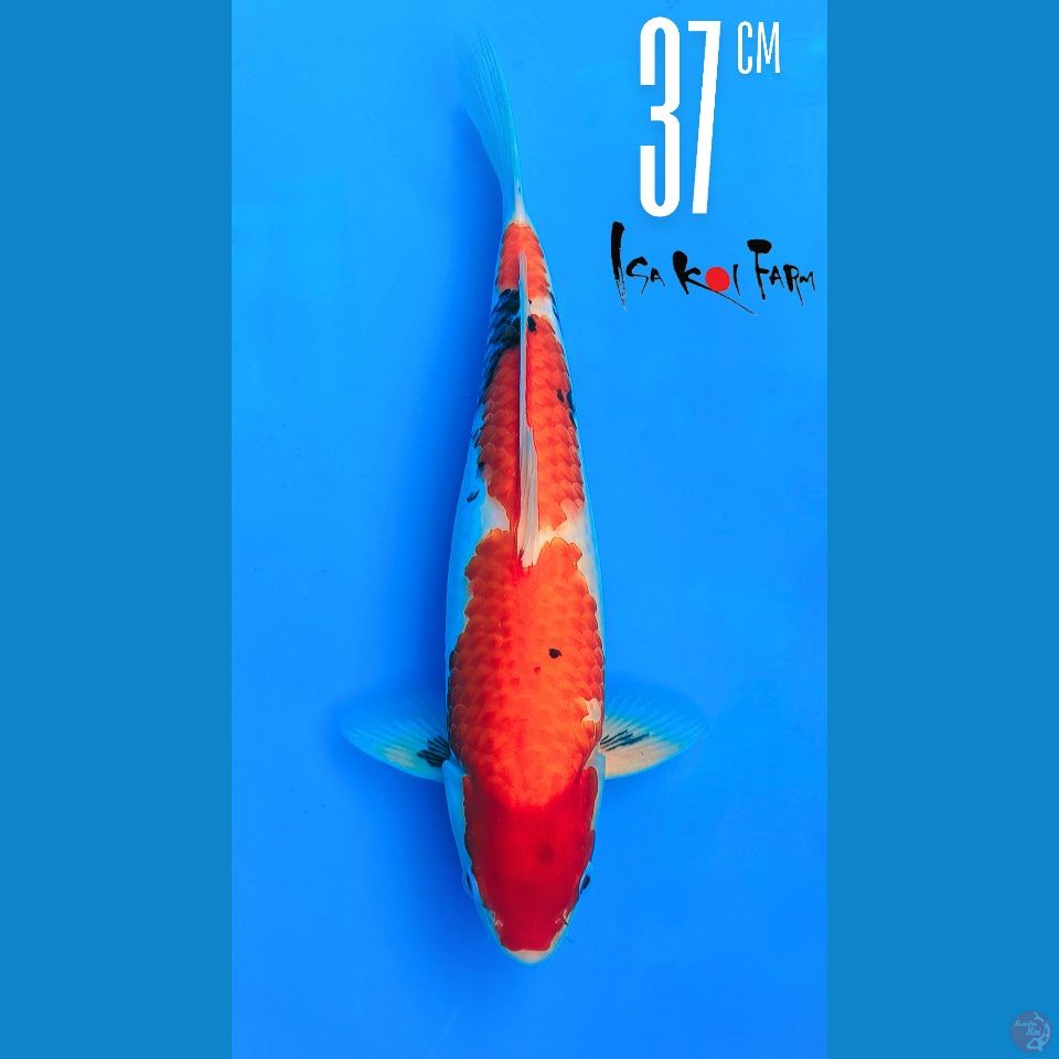 Showa Isa 37cm Male Sertifikat Isa
