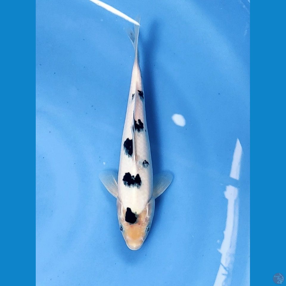 SQ BEKKO 23CM | Male