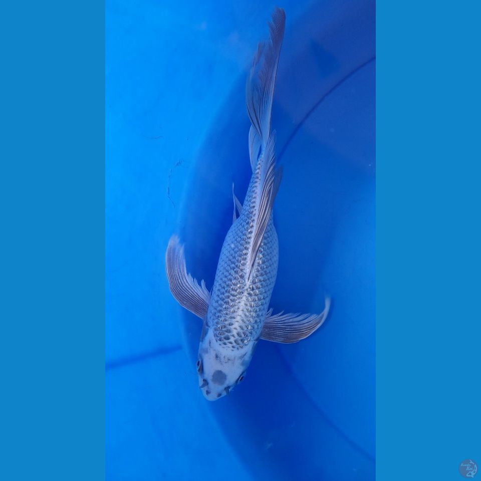 F 29CM KUMPAY MUKASI