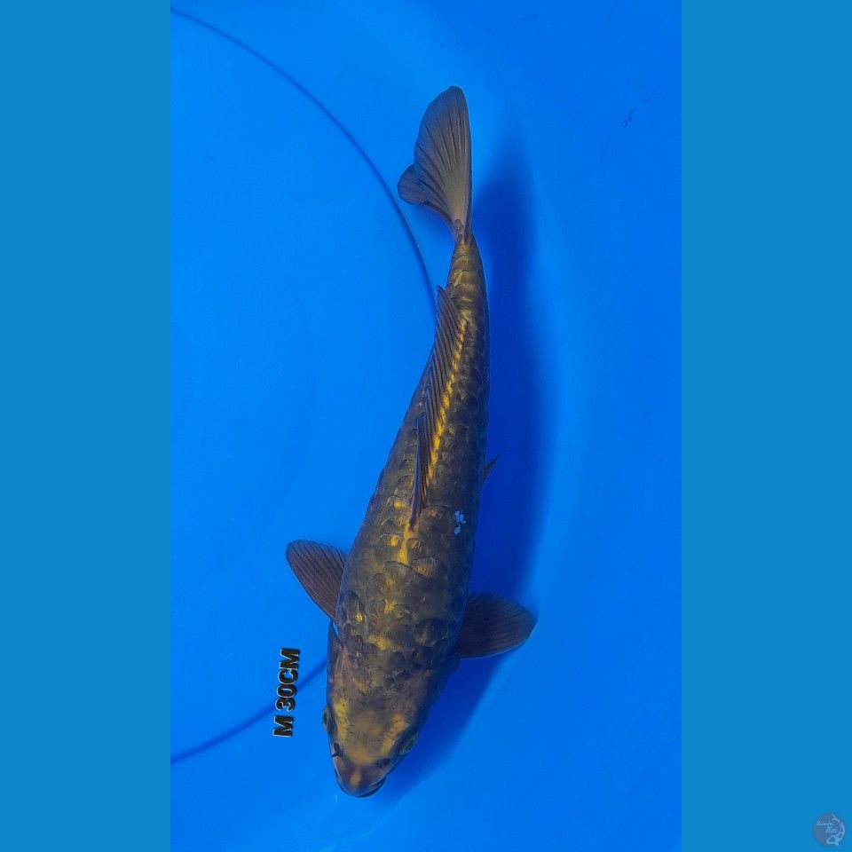 M 30CM ARAGOKE GOLD