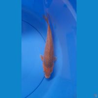 28CM CARAMEL SALAK