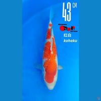 Maruyama Kohaku 43cm Serti Lengkap