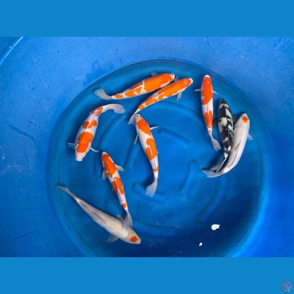 35-40cm - 9 ek mix koi kohaku tancho
