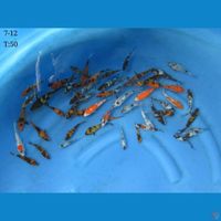 7-12cm - 50ekor mix