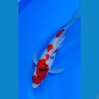 KUMPAY SANKE 34CM STRONG