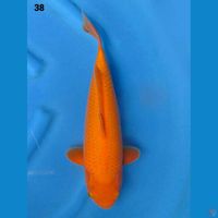 38cm Red Karashi 