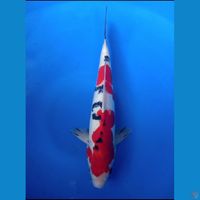 sanke doit 35cm