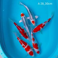 cimik 28_30cm