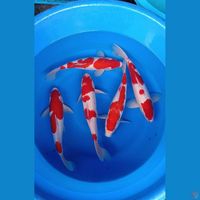 Kohaku 5 ekor 35-40cm
