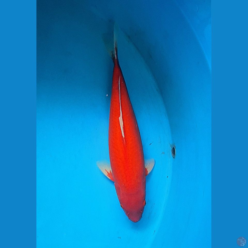 52cm Aka hajiro Female
