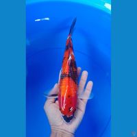 hi showa 31cm