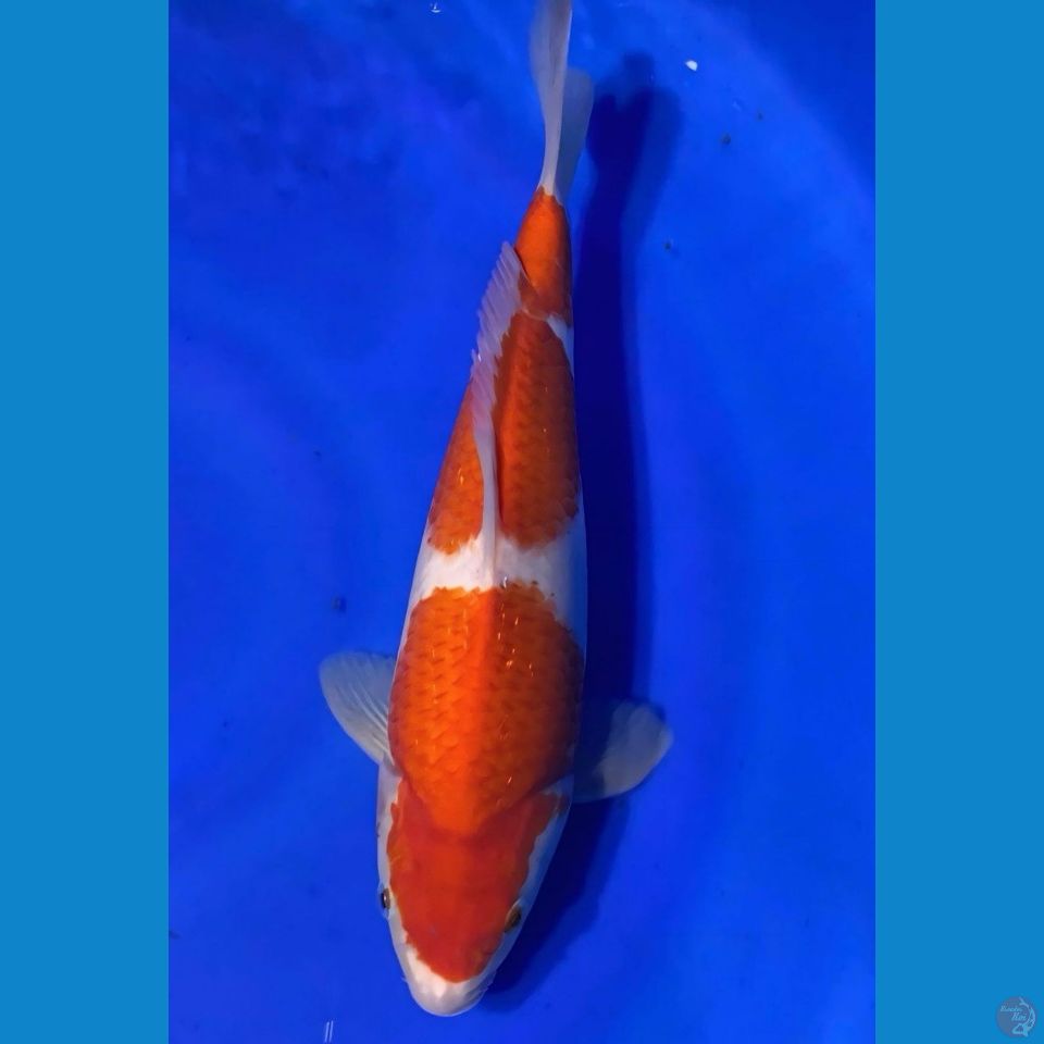 kohaku punok 32 cm male