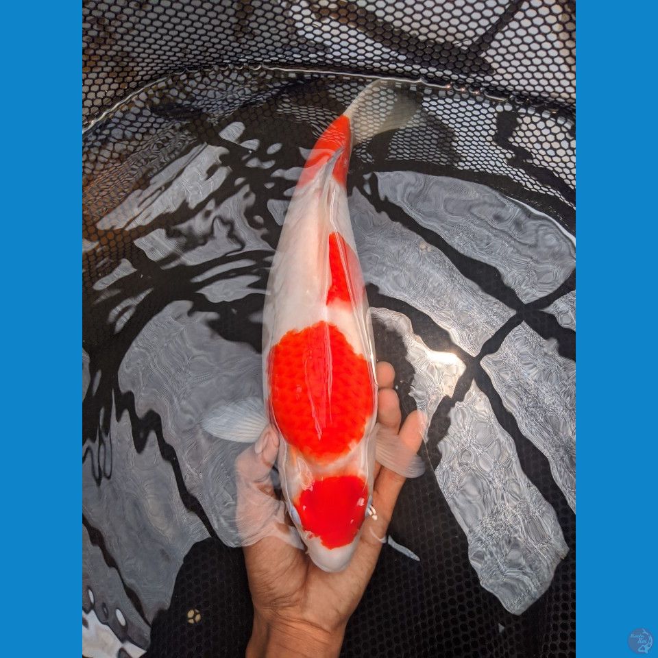 kohaku punok