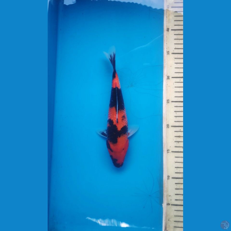 hi showa, 23cm