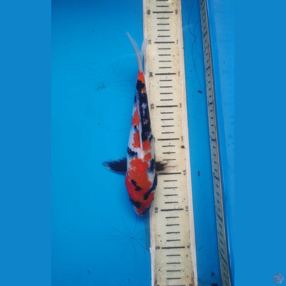 showa,25cm