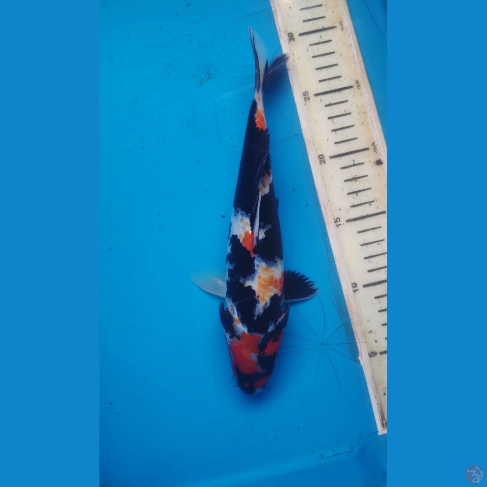 showa, 25cm