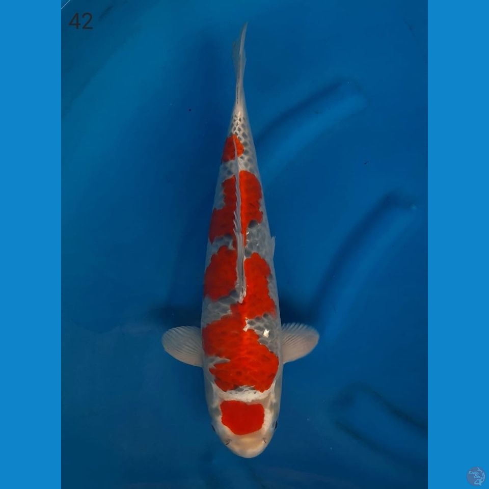 42cm male - Super Goshiki