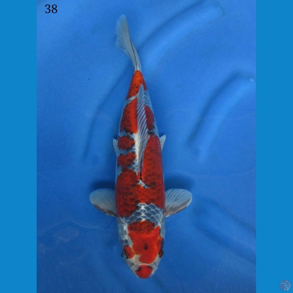 38cm male - red goshiki