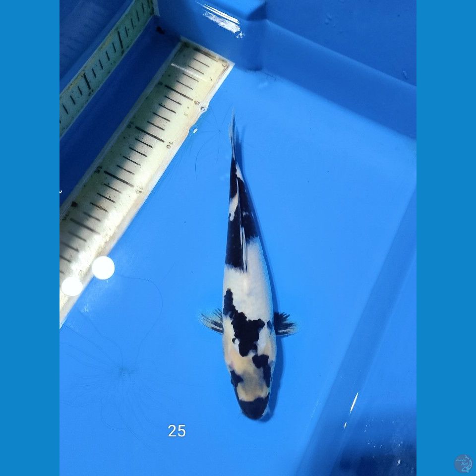 shiro 25cm