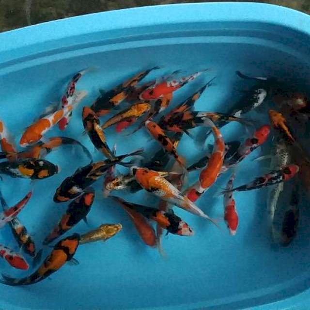 Mix koi