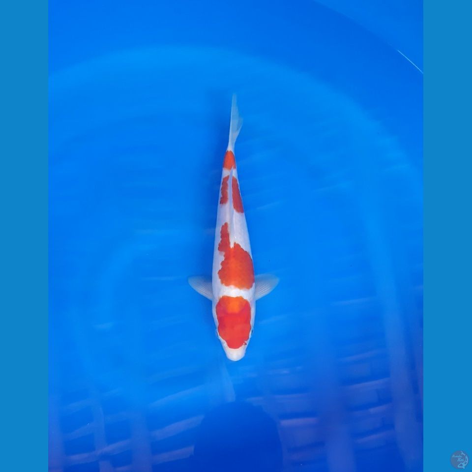 kohaku SQ