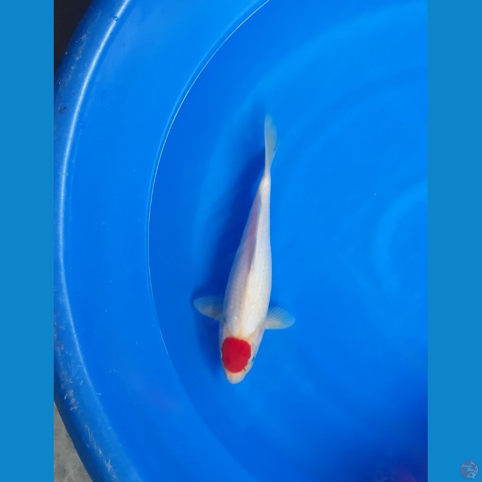 tancho kohaku SQ