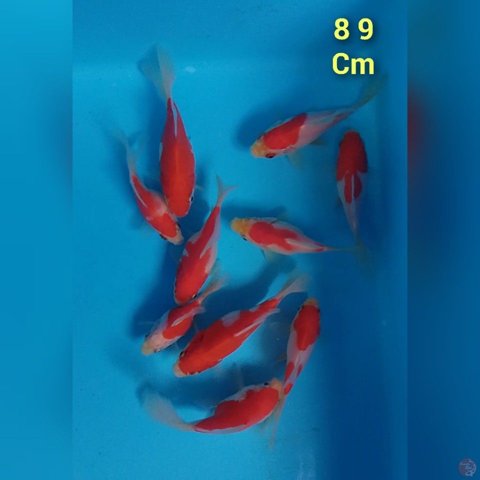 tamasaba 8 9cm