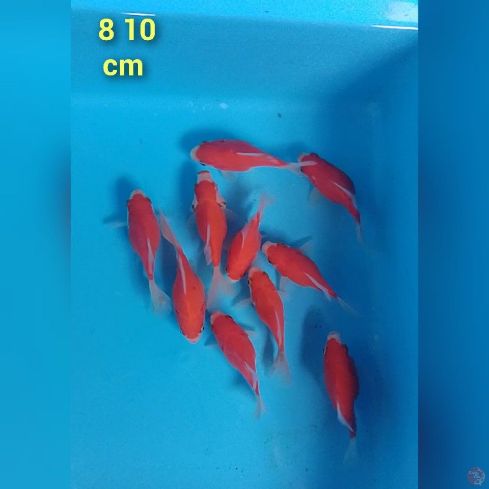 tamasaba 8 10 cm