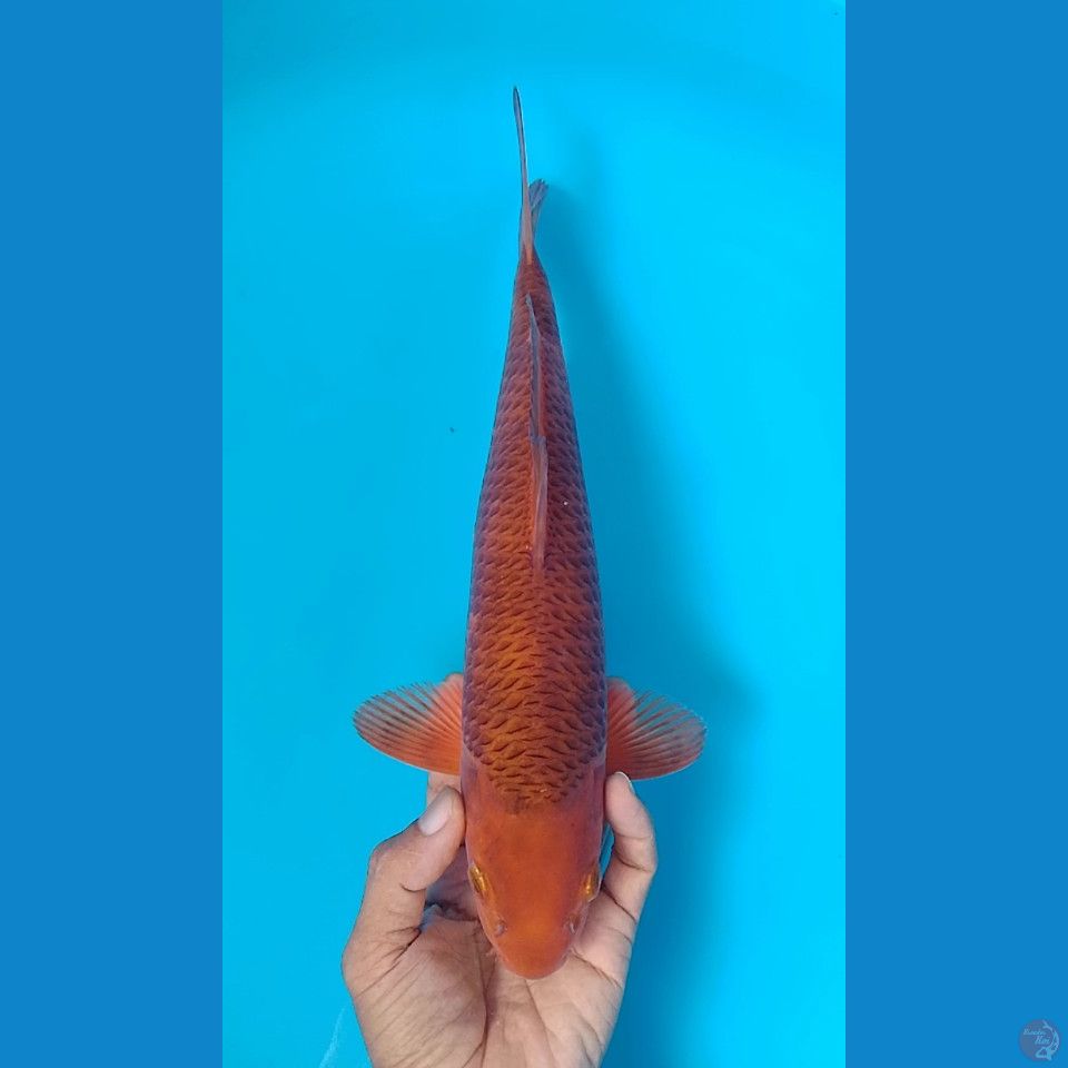 karamel 32cm