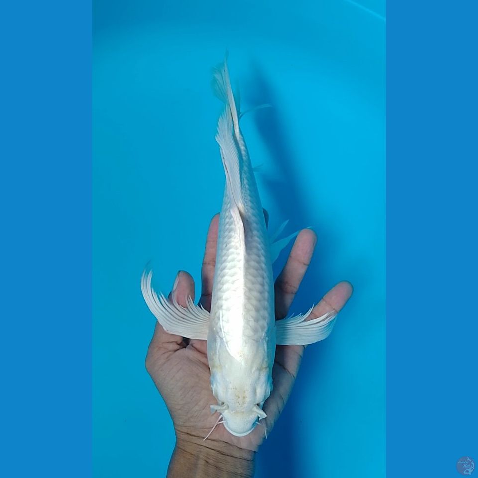 platinum sleyer 31cm