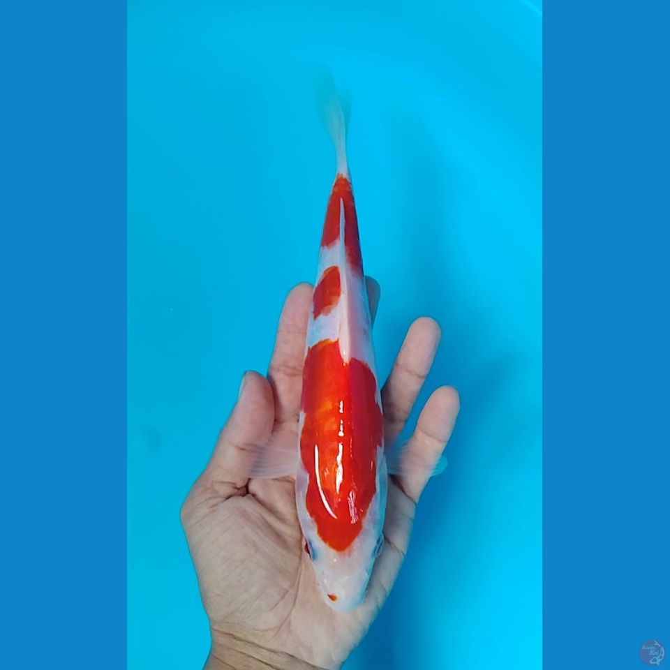 doitshu 24cm