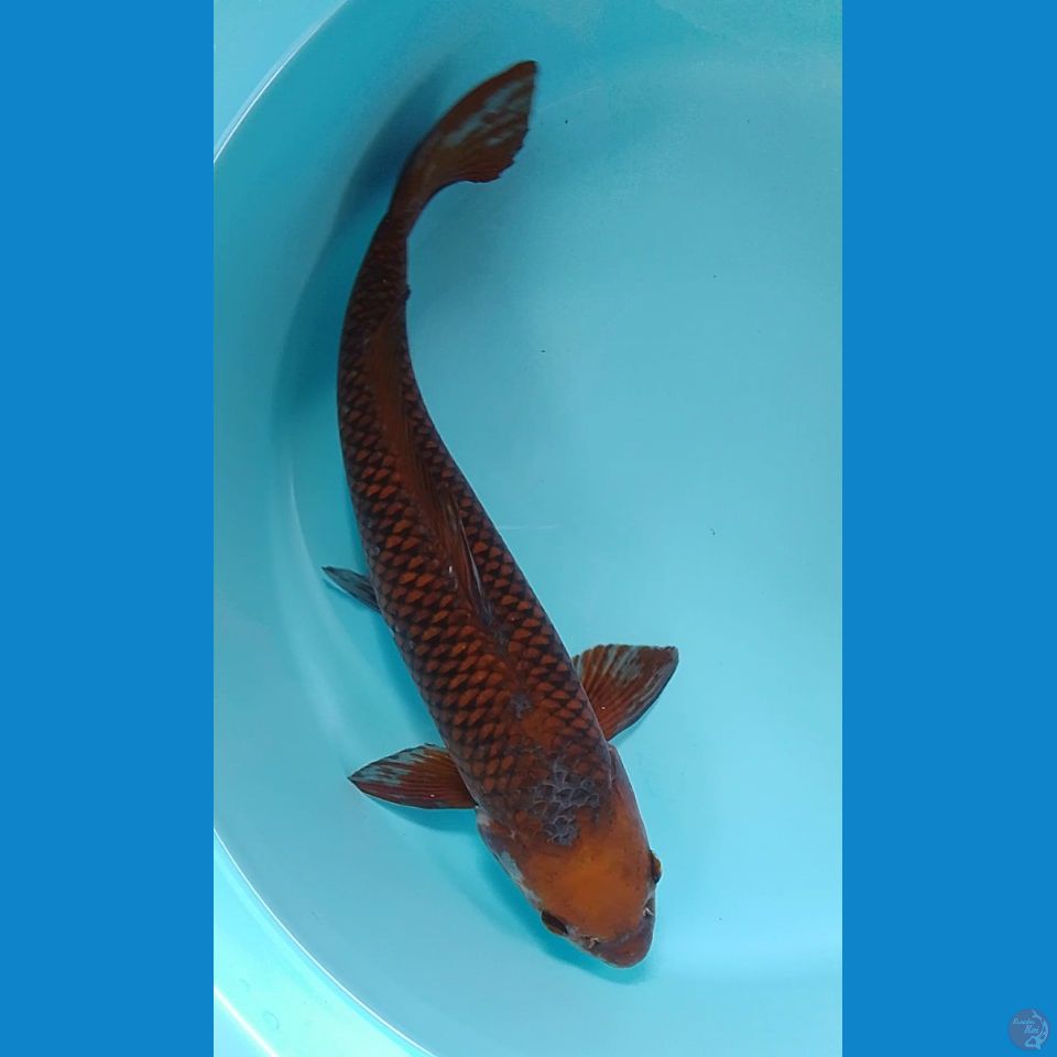 ochiba 50cm