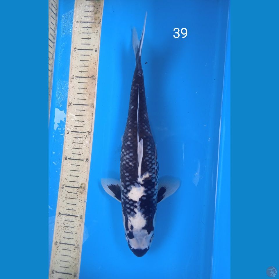 kageshiro 39cm mata putih