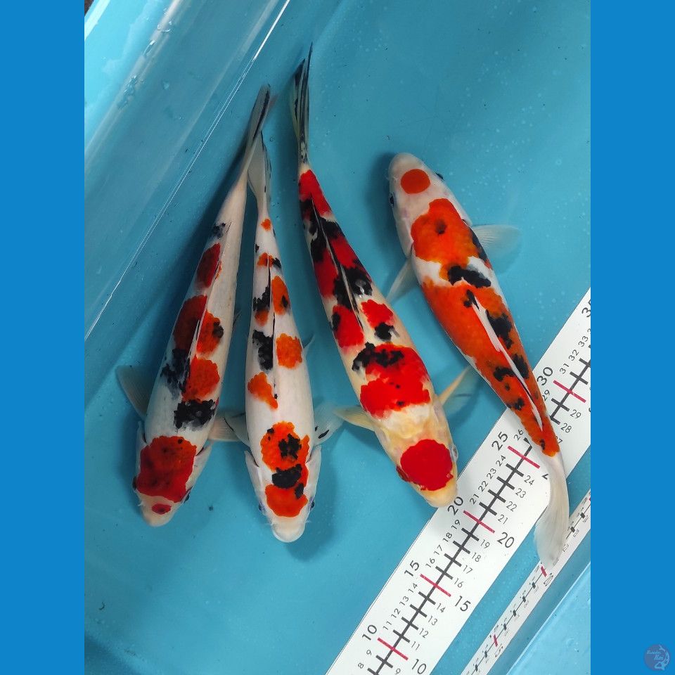mix sanke 25-29cm