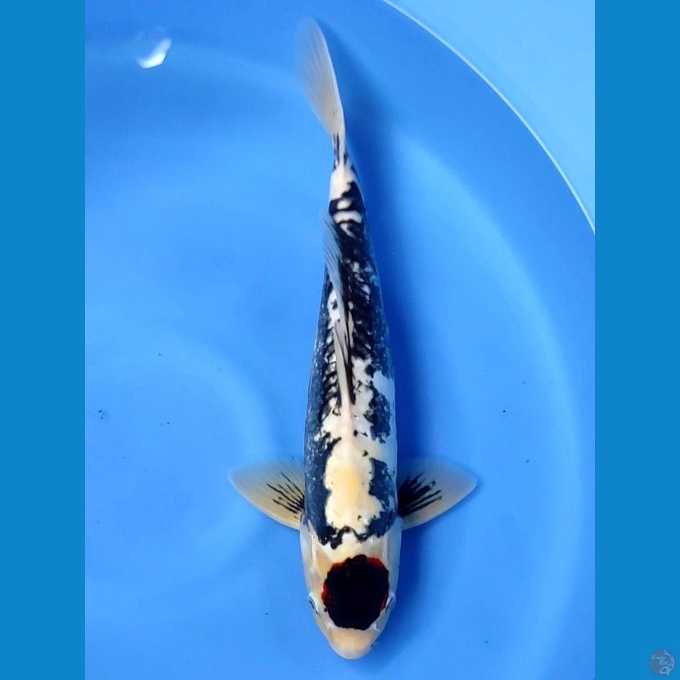 black tancho 43cm | Male
