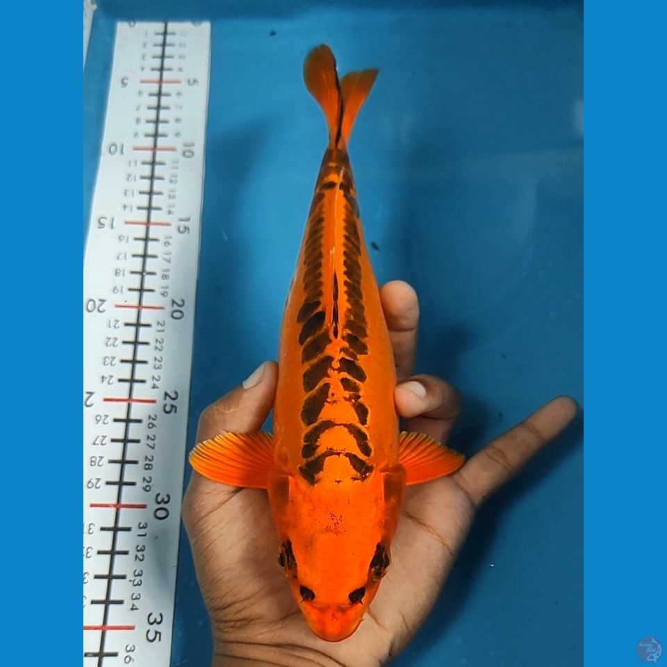 Mizuho 26cm