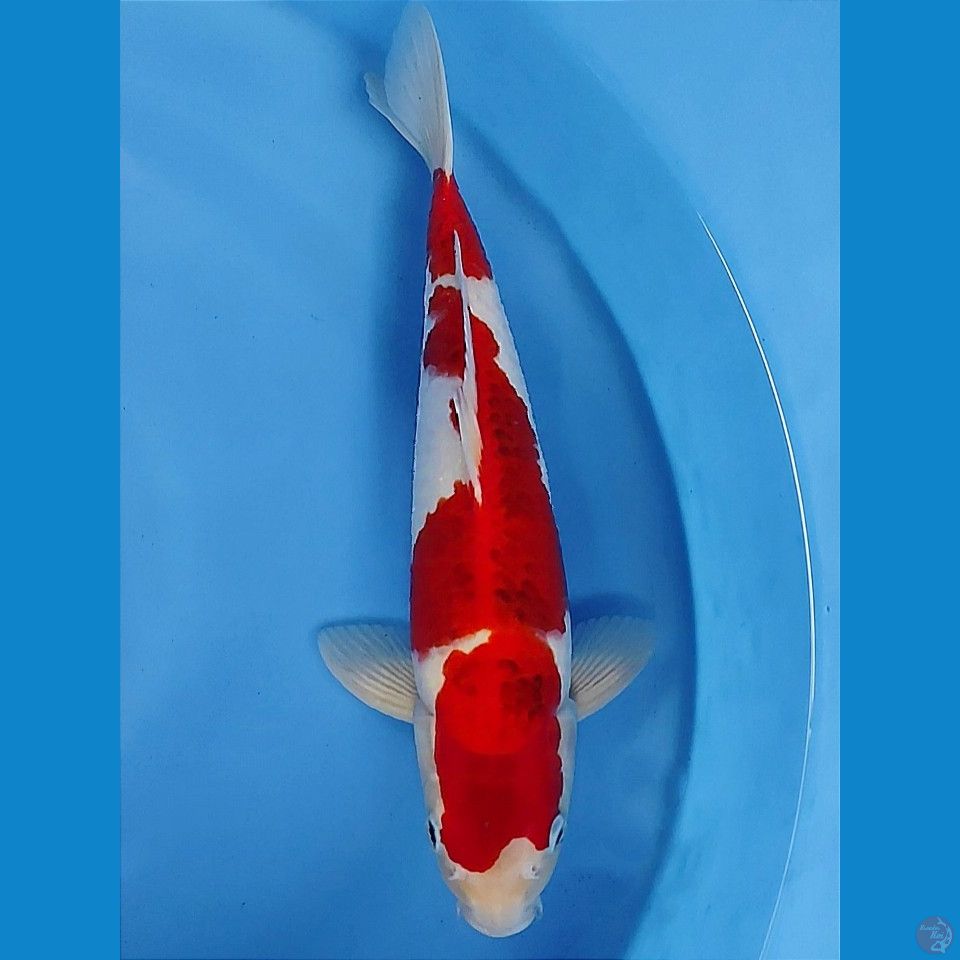 Aigoromo 38cm | male