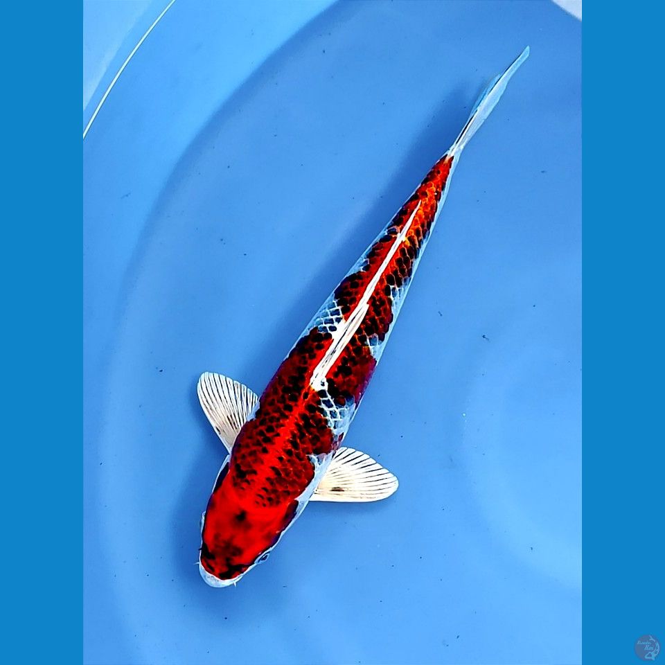 kujaku 34cm | Male