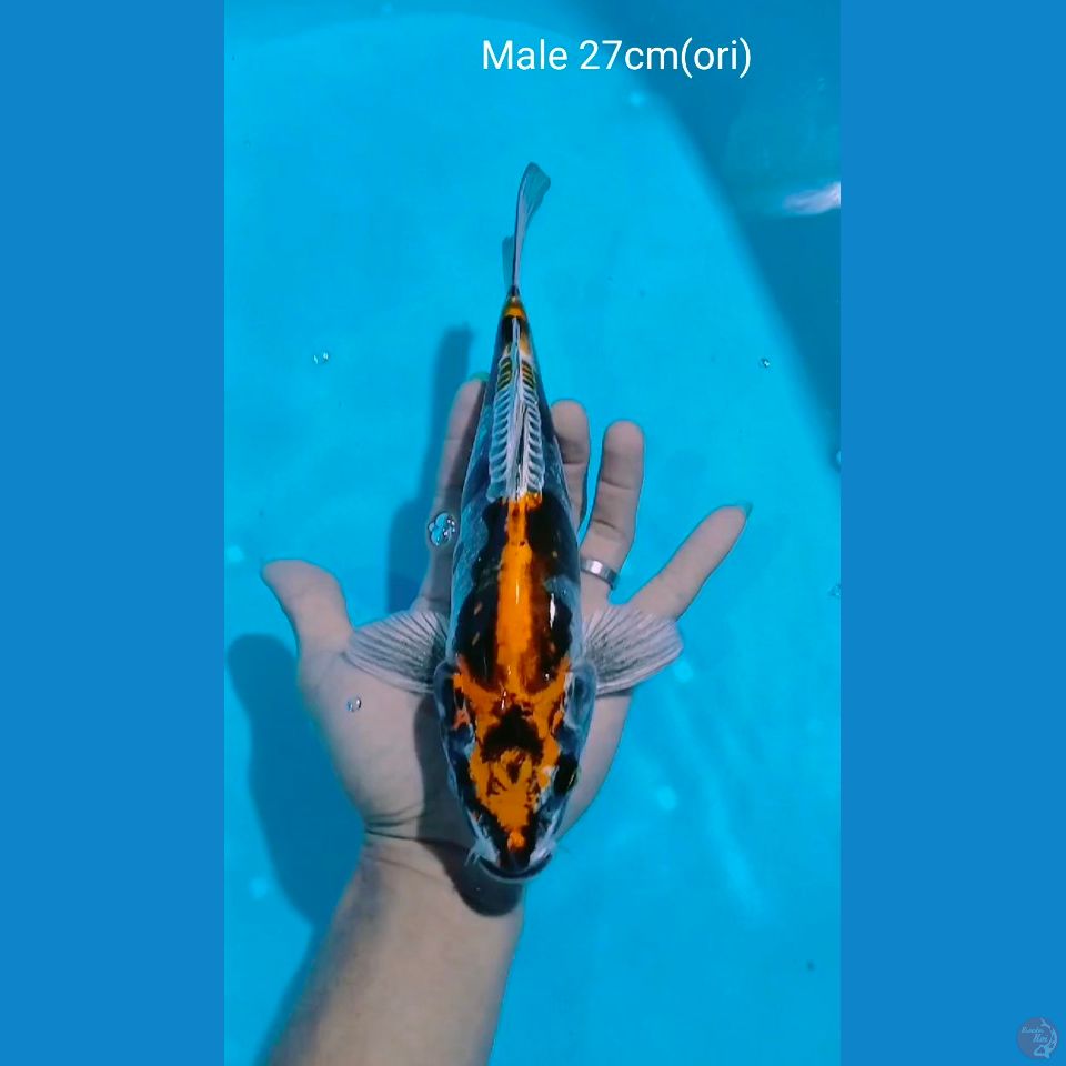 benikiko male 27cm