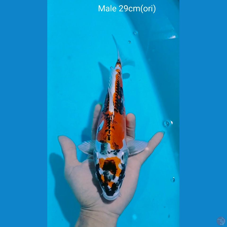 benikiko male 29cm