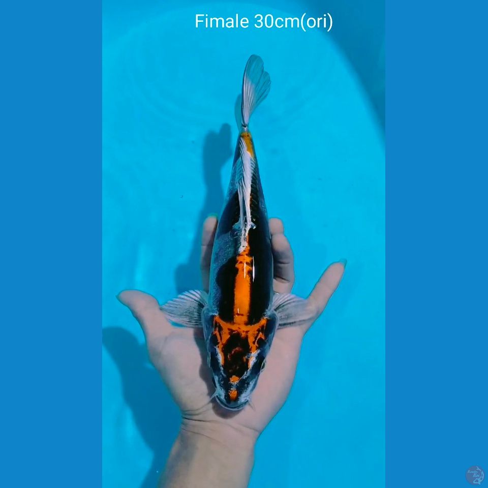 benikiko fimale 30cm