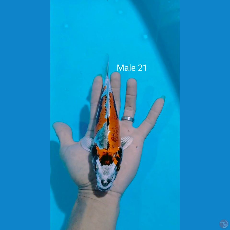 benikiko male 21cm